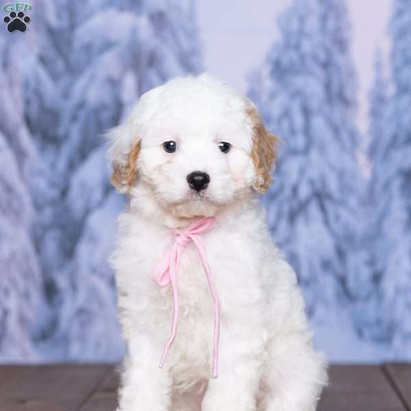 Gloria, Cavachon Puppy